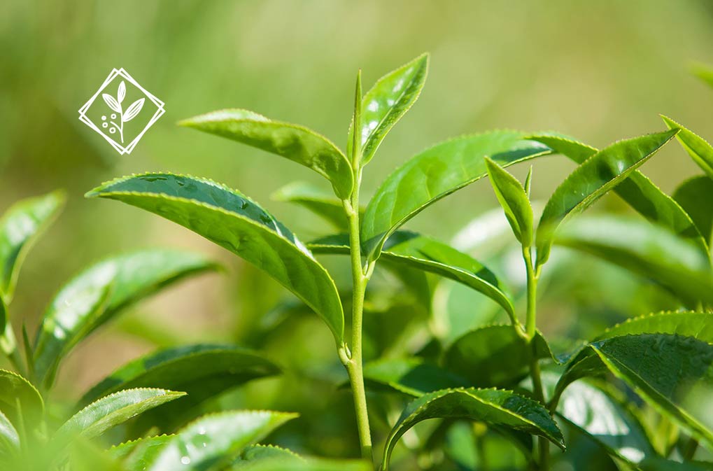 From Discomfort to Relief: Holistic Benefits of Organic Tea Tree Essential Oil