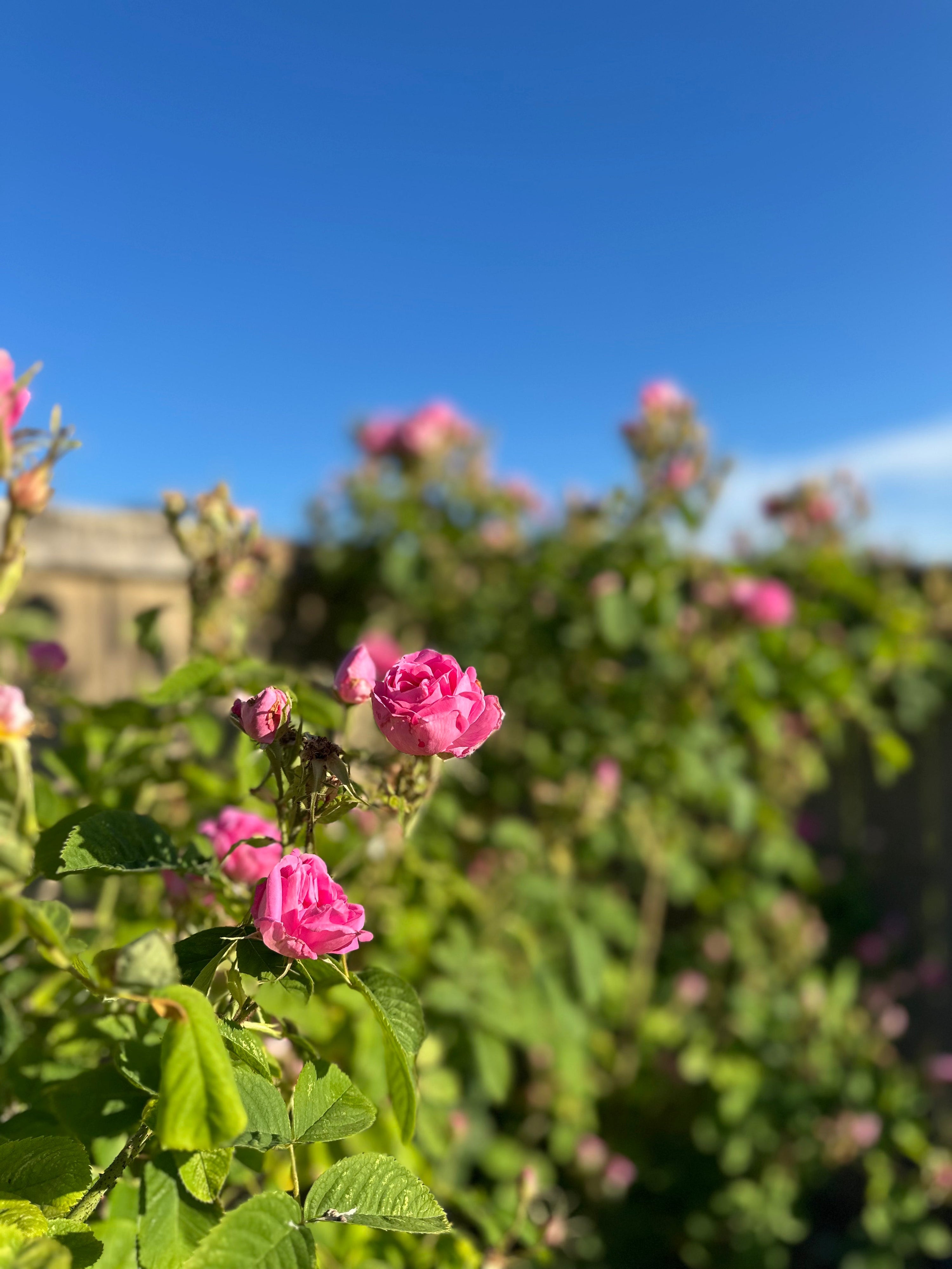 What does toner do for your face?
