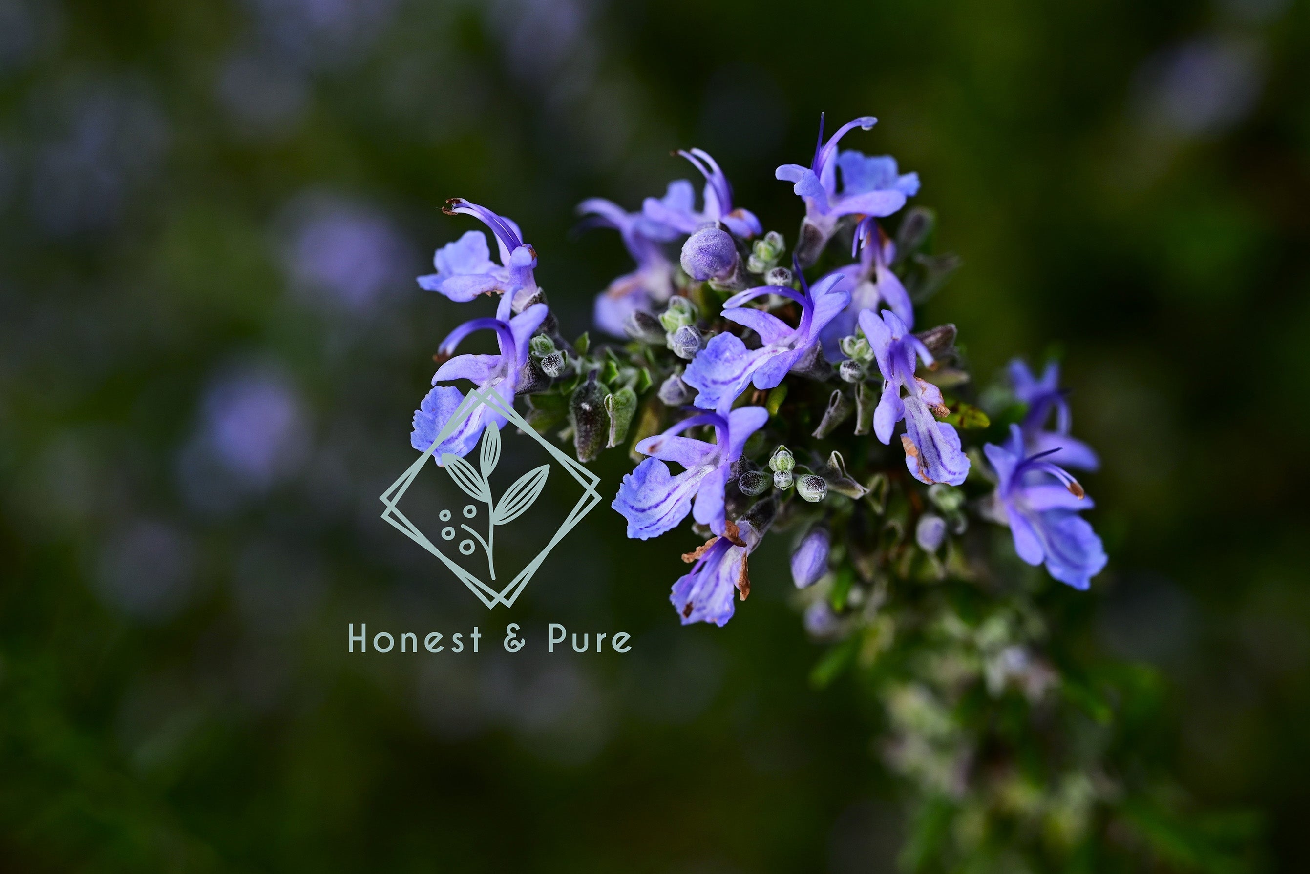 Rosemary: A Botanical Support for Mind, Body, and Vitality